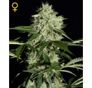 Semillas Northern Lights Autoflowering